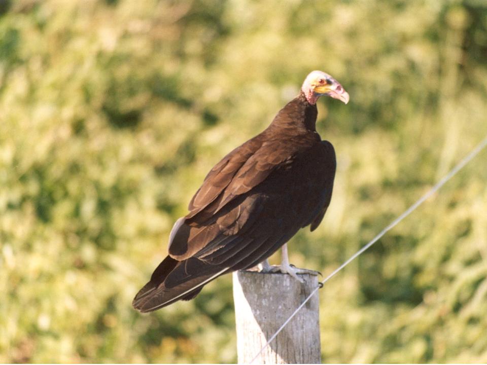FIGURE 1 FIGURE 1